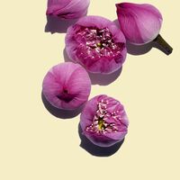 Lotus Face Treatment Oil Retail 30Ml