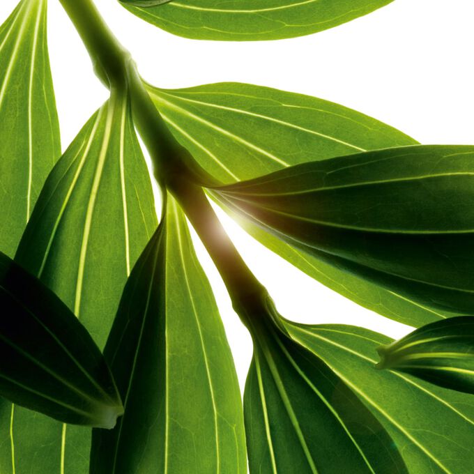 Bain aux Plantes "Tonic"