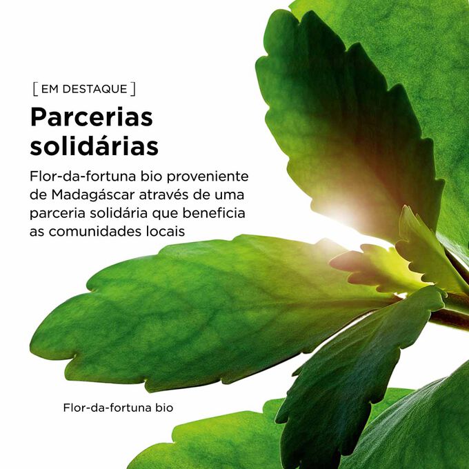 Extrato de flor-da-fortuna bio, cultivada no Domaine Clarins atrav&eacute;s de agricultura regenerativa, para o nosso gel facial hidratante.