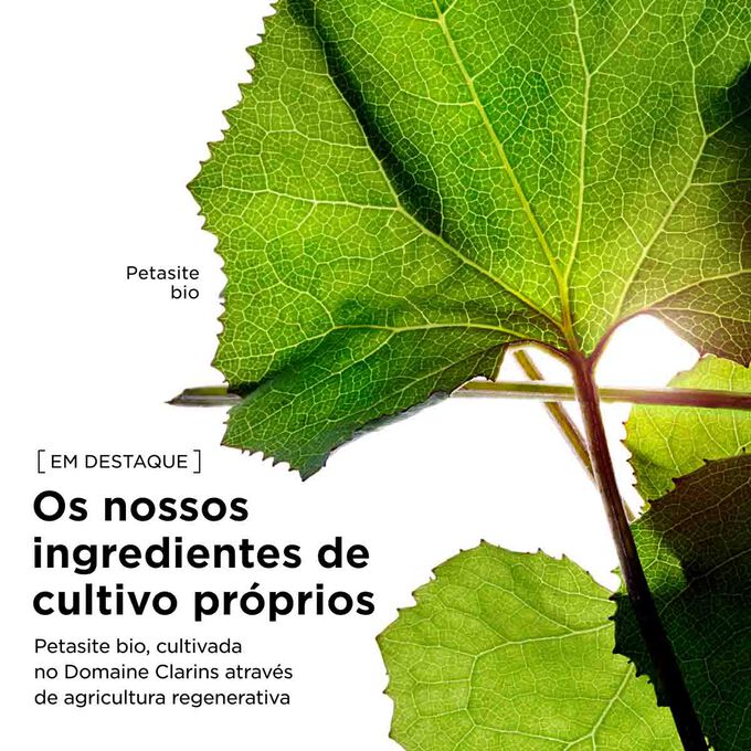 Extrato de petasite bio, cultivado no Domaine Clarins atrav&eacute;s de agricultura regenerativa, destinado &agrave; nossa linha de cremes corporais reafirmantes.