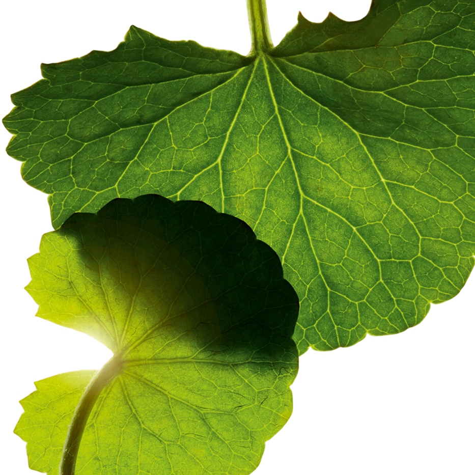 Centelha asiática-Asiaticosídeo-Asiaticoside