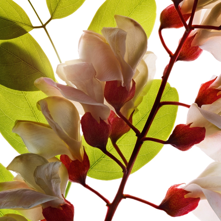 Ac&aacute;cia-bastarda-&Aacute;gua de flor de ac&aacute;cia-bastarda-Robinia pseudoacacia flower extract