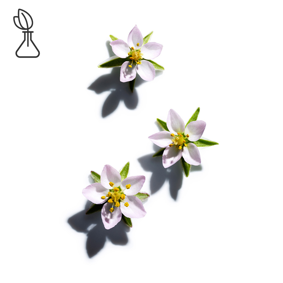 Aren&aacute;ria-Extrato de aren&aacute;ria-Spergularia rubra extract