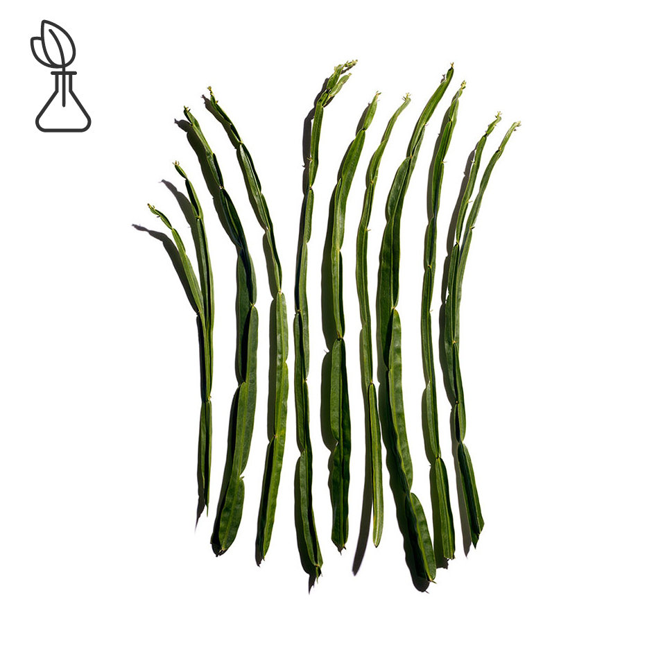 Baccharis-Extrato de baccharis-Baccharis genistelloides extract