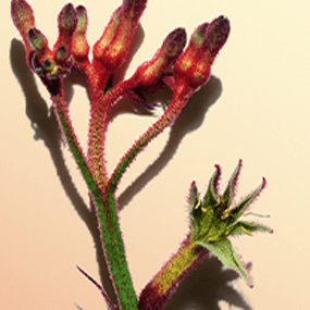 Flor de pata de canguru