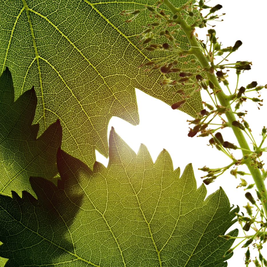 Videira-Extrato da c&eacute;lula das flores da videira-Vitis vinifera (grape) flower cell extract