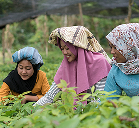 Jovens mulheres em campos de arroz