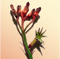 Flor de pata de canguru