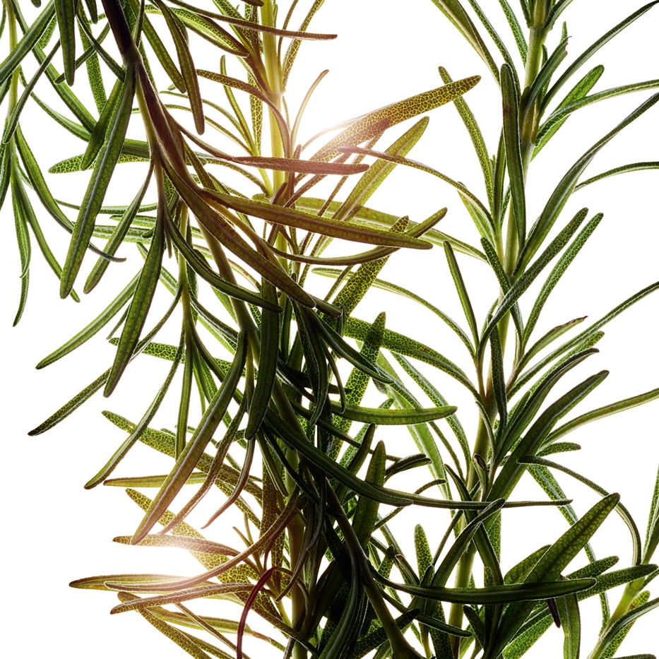 Alecrim-&Oacute;leo essencial de alecrim-Rosmarinus officinalis (rosemary) leaf oil