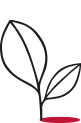 Desenho de uma planta
