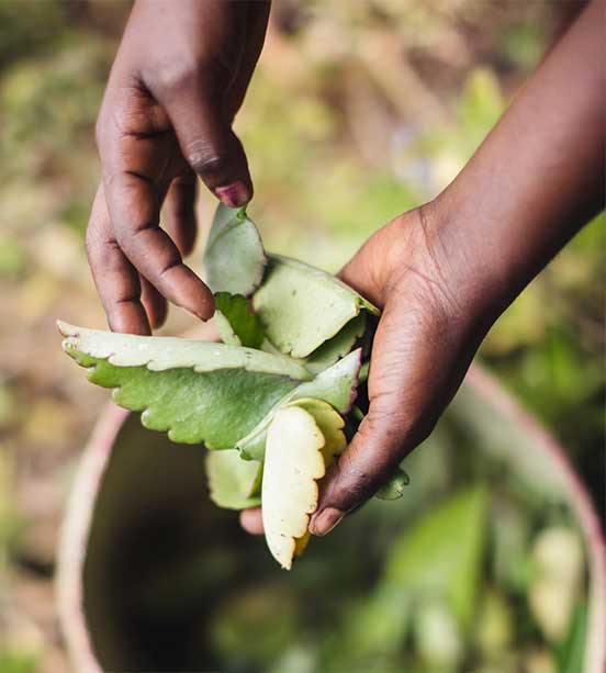 Colheita equitativa da flor-da-fortuna