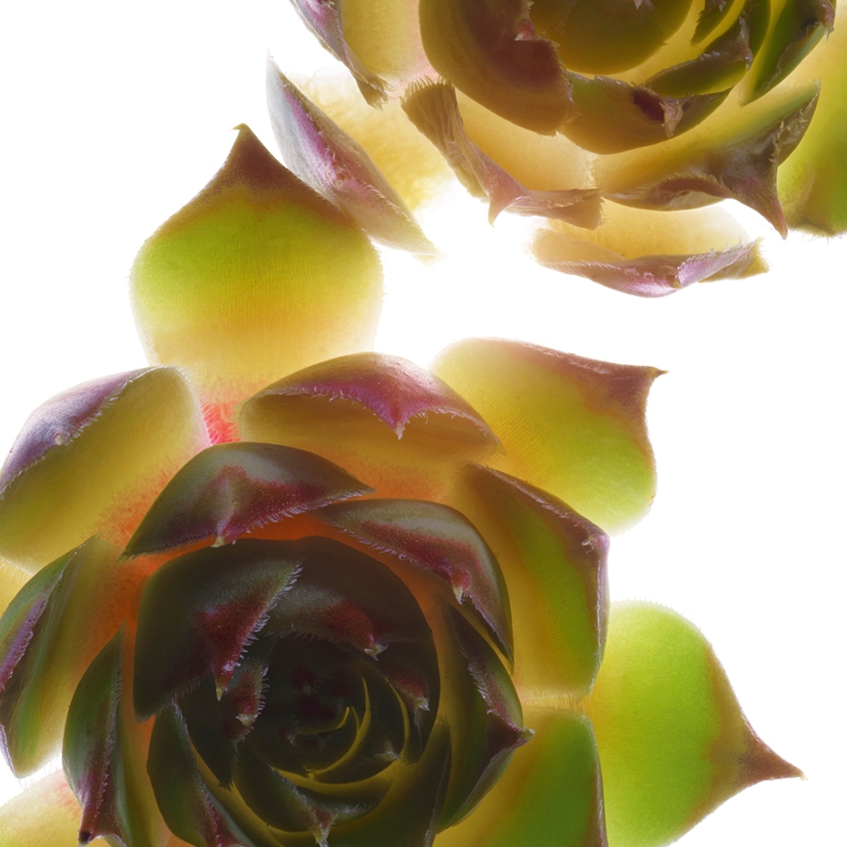 Suculenta-Extrato de suculenta bio-Sempervivum tectorum extract