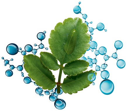 Folha de flor-da-fortuna com moléculas de água
