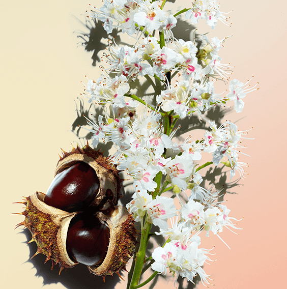 Extratos de flor e escina de castanheiro-da-Índia