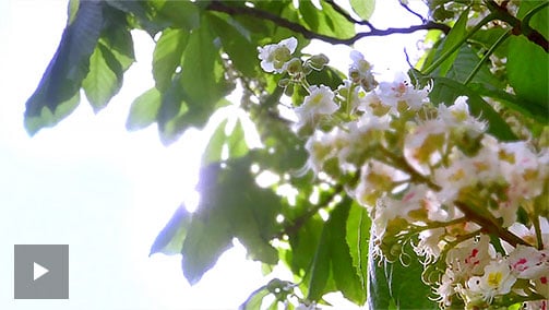 Que extratos de plantas conjugam benefícios em termos de luminosidade ?