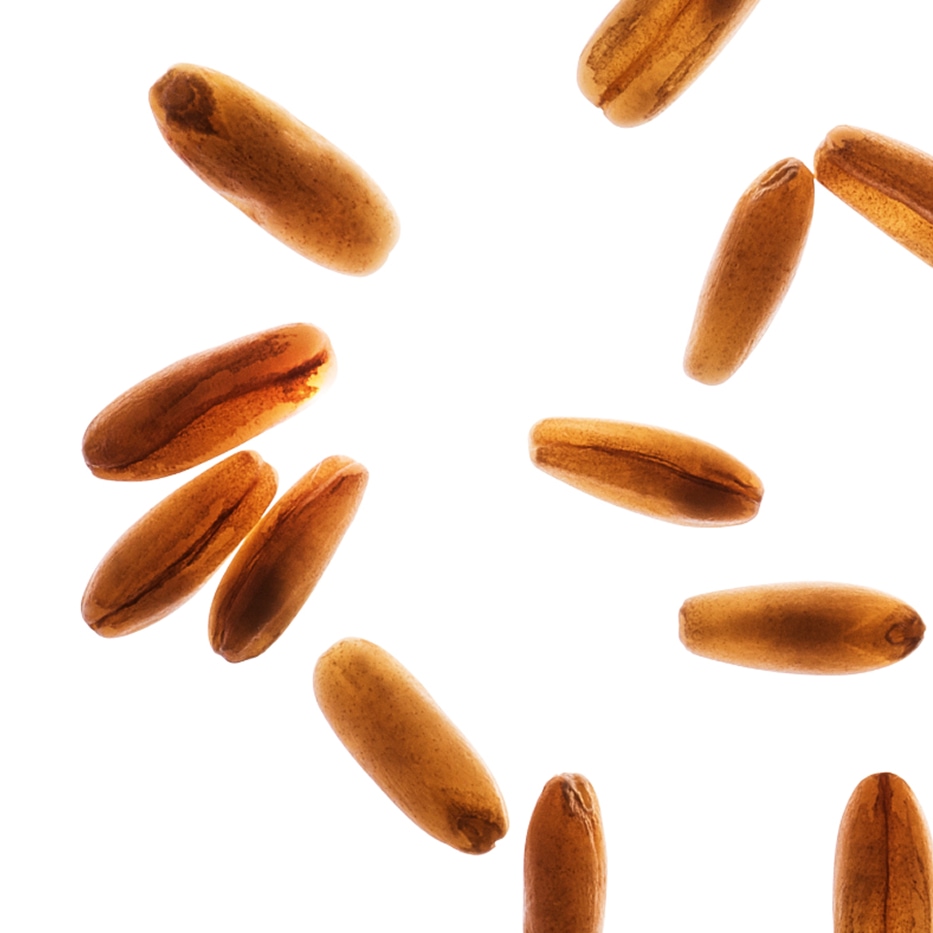 Aveia-A&ccedil;&uacute;cares de aveia bio-Avena sativa (oat) kernel extract