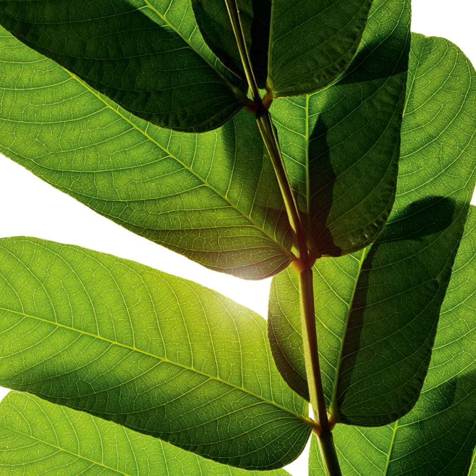 Espiga-dourada-Extrato de espiga-dourada-Cassia alata leaf extract