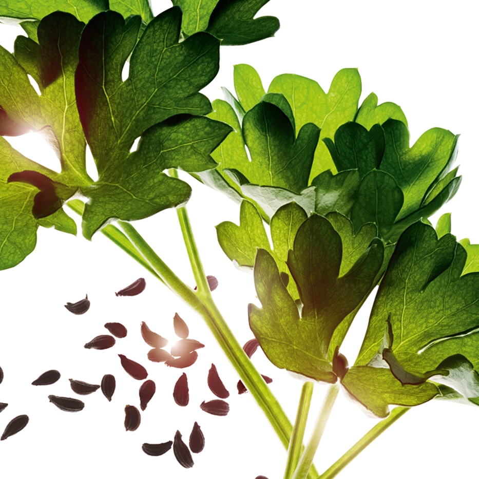 Salsa-Óleo essencial de salsa-Carum petroselinum (parsley) seed oil