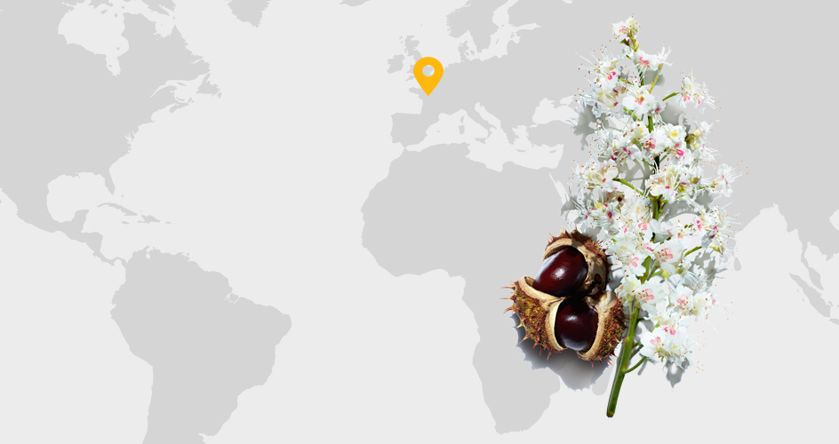 Castanheiro-da-&Iacute;ndia