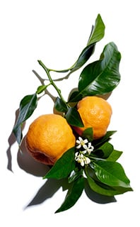 Laranja amarga