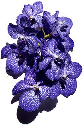 Orquídea azul