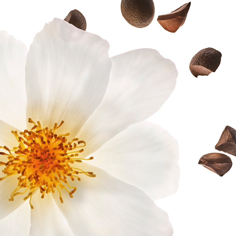 Camélia-Óleo de camélia bio-Camellia oleifera seed oil