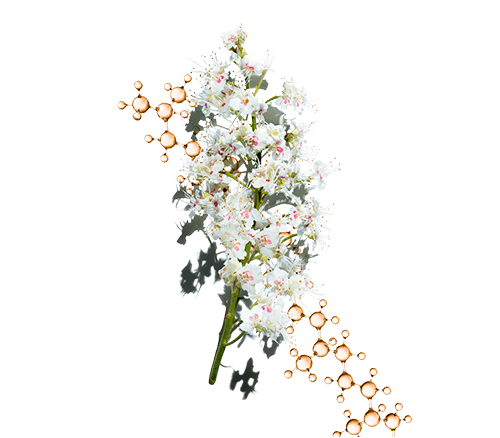 Duo de extrato de flor de castanheiro-da-índia + esqualeno de origem vegetal que contribui para reforçar a película hidrolipídica da pele para uma pele nutrida e reconfortante
