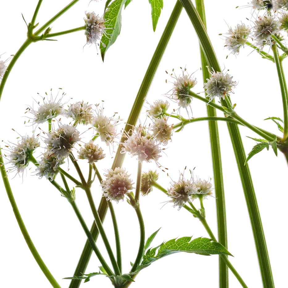 San&iacute;cula-Extrato de san&iacute;cula bio-Sanicula europaea extract