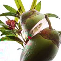 Rosa alpina e água de coco