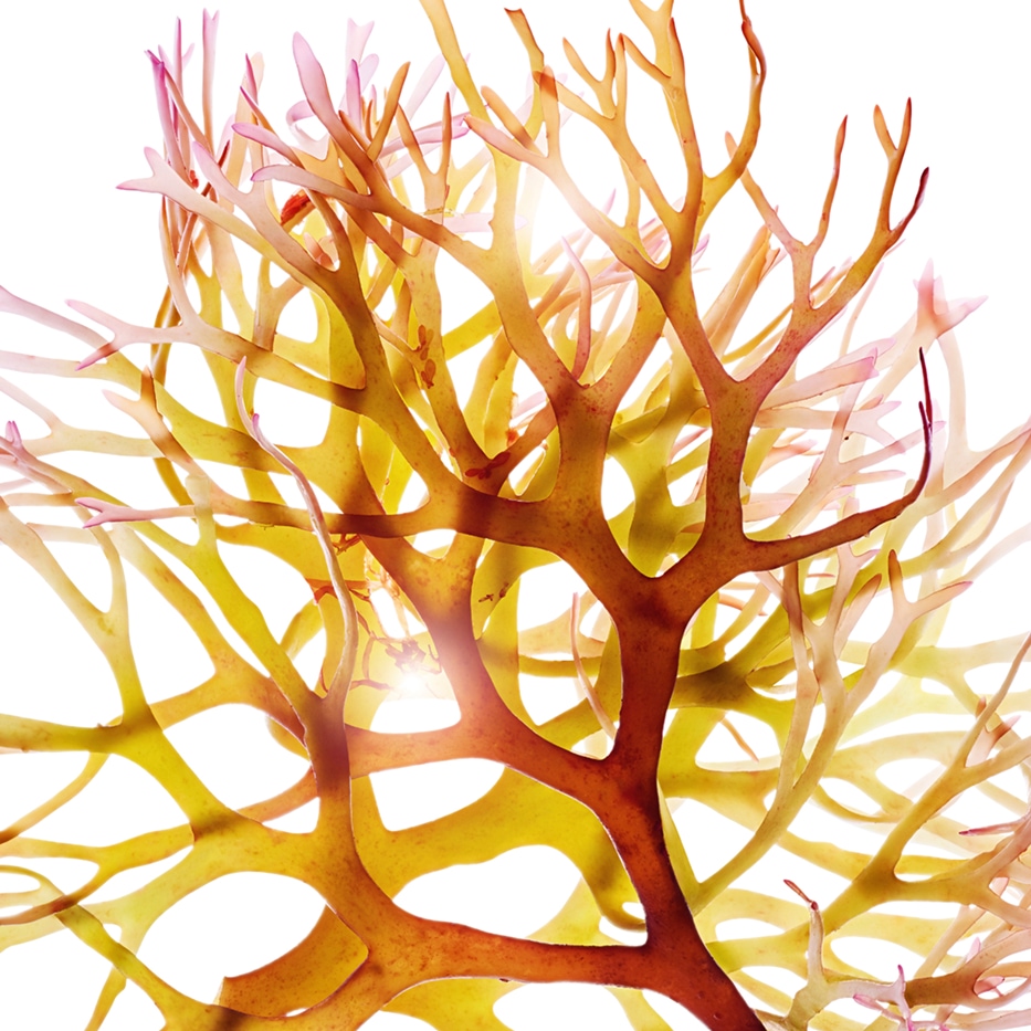 Musgo-da-irlanda-Extrato de musgo-da-irlanda-Chondrus crispus (carrageenan) extract