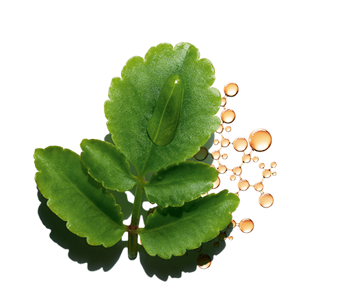 Duo de extrato de flor-da-fortuna bio + ácido hialurónico acetilado para reforçar a produção natural de ácido hialurónico para uma melhor hidratação natural da pele