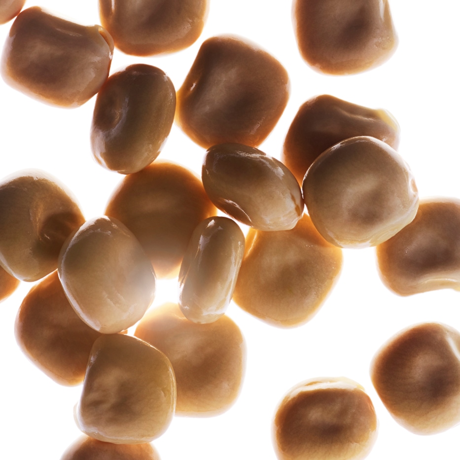 Tremo&ccedil;o-branco-Extrato de tremo&ccedil;o-branco bio-Hydrolyzed lupine protein