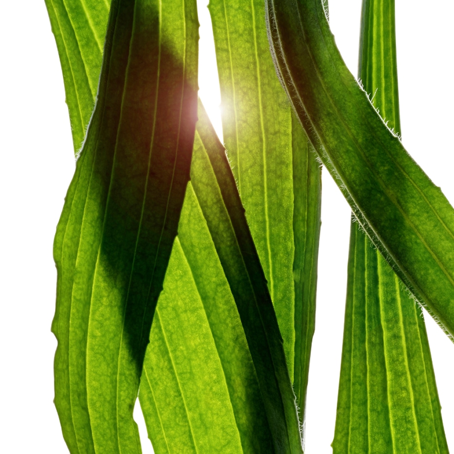 Tanchagem-Extrato de tanchagem-Plantago lanceolata leaf extract