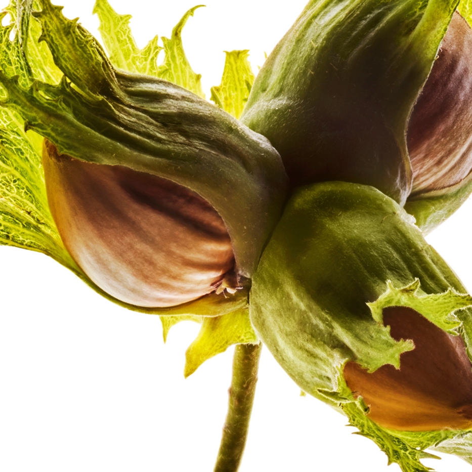 Aveleira-Óleo de avelã bio-Corylus avellana (hazel) seed oil