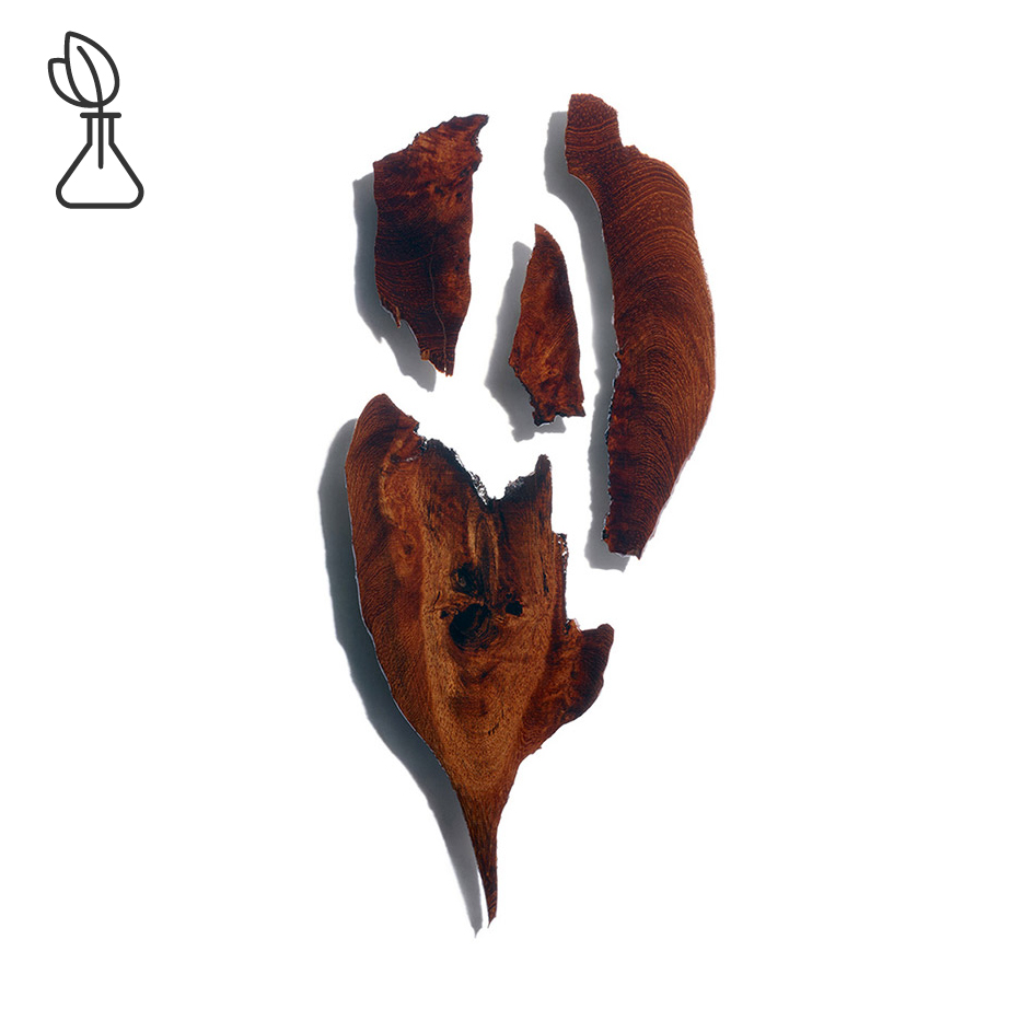 Bocoa-Extrato de bocoa-Bocoa prouacensis extract