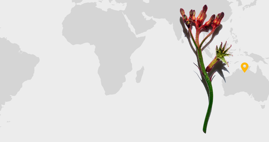 Flor de pata de canguru