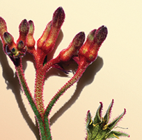 Flor de pata de canguru