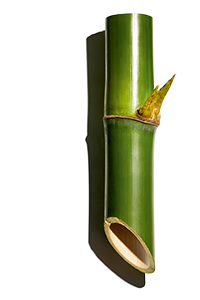 Pó de bambu 