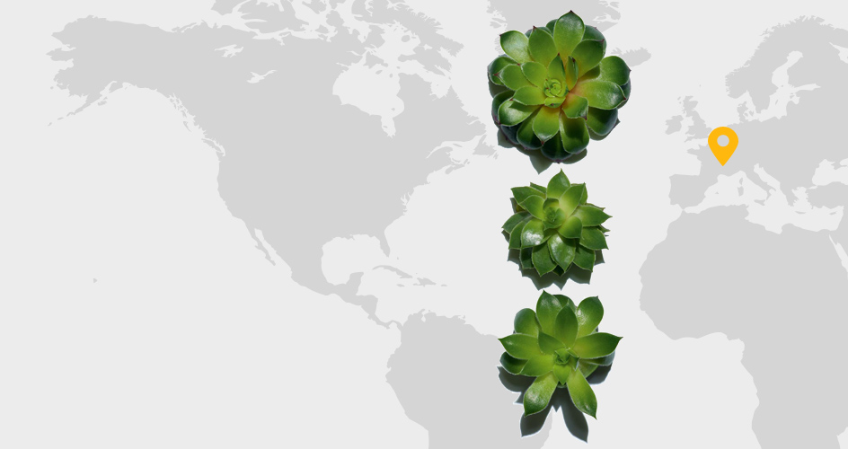 Barba de J&uacute;piter