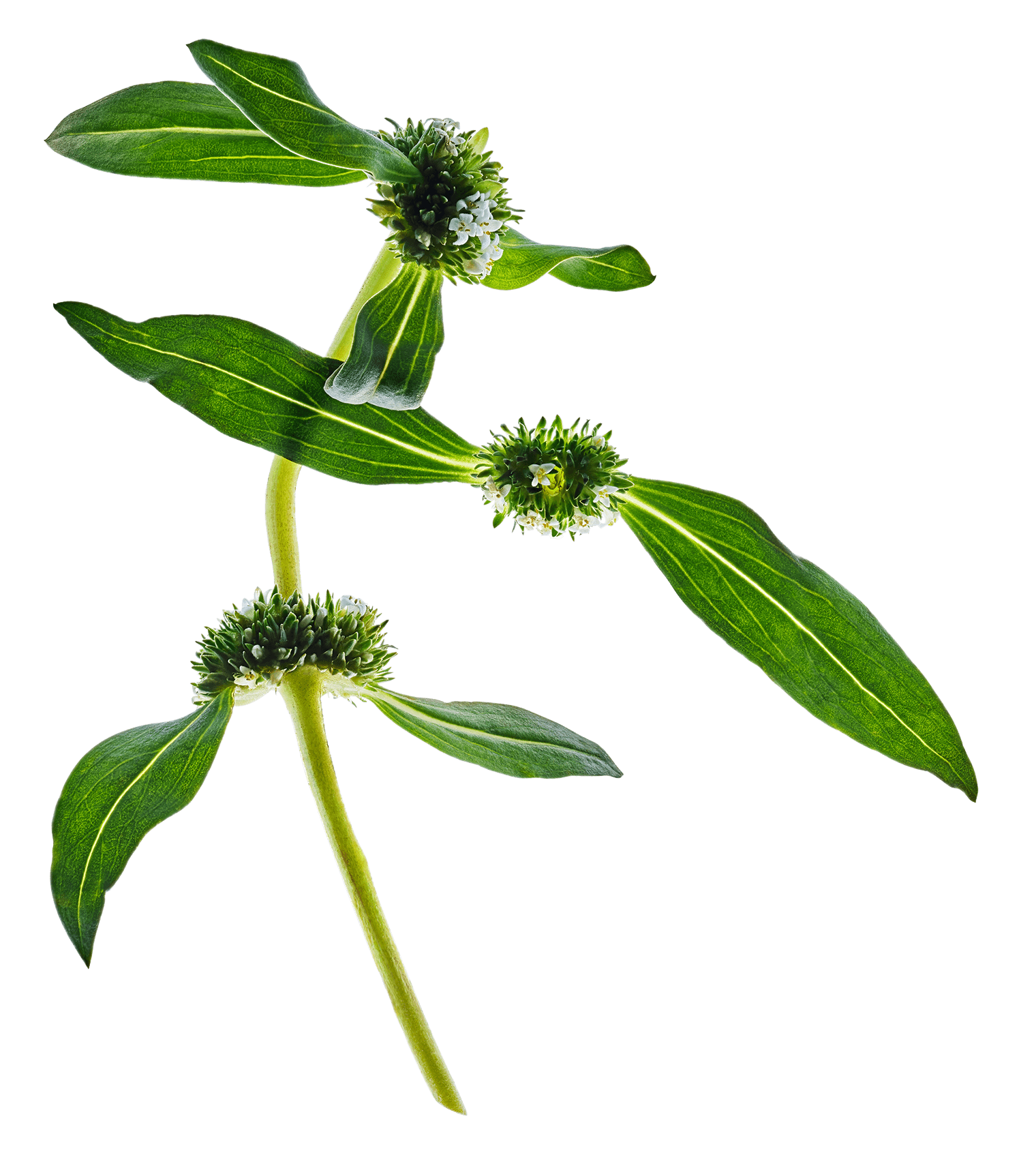 Extra firming planta