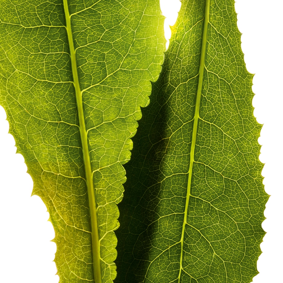 Chicória-Extrato de chicória-Cichorium intybus (chicory) leaf extract