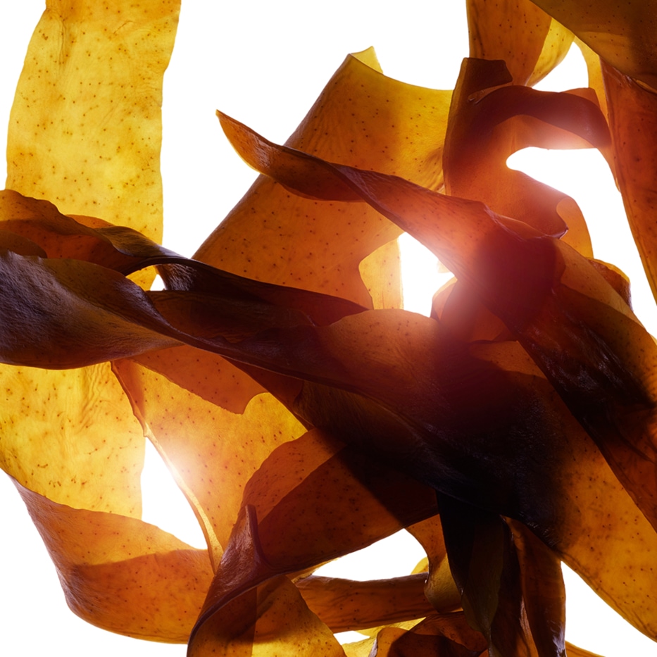 Alga Wakame-Extrato de alga wakame bio-Undaria pinnatifida extract