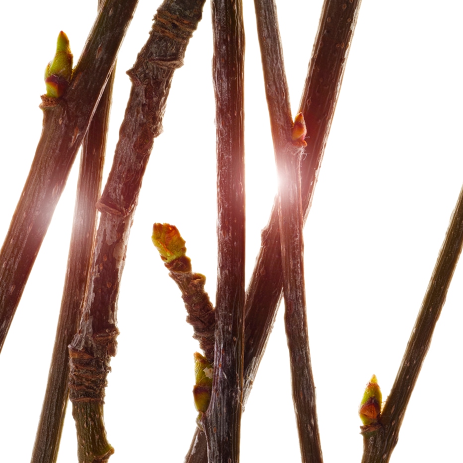 Sorveira-Extrato de rebento de sorveira bio-Pyrus sorbus bud extract