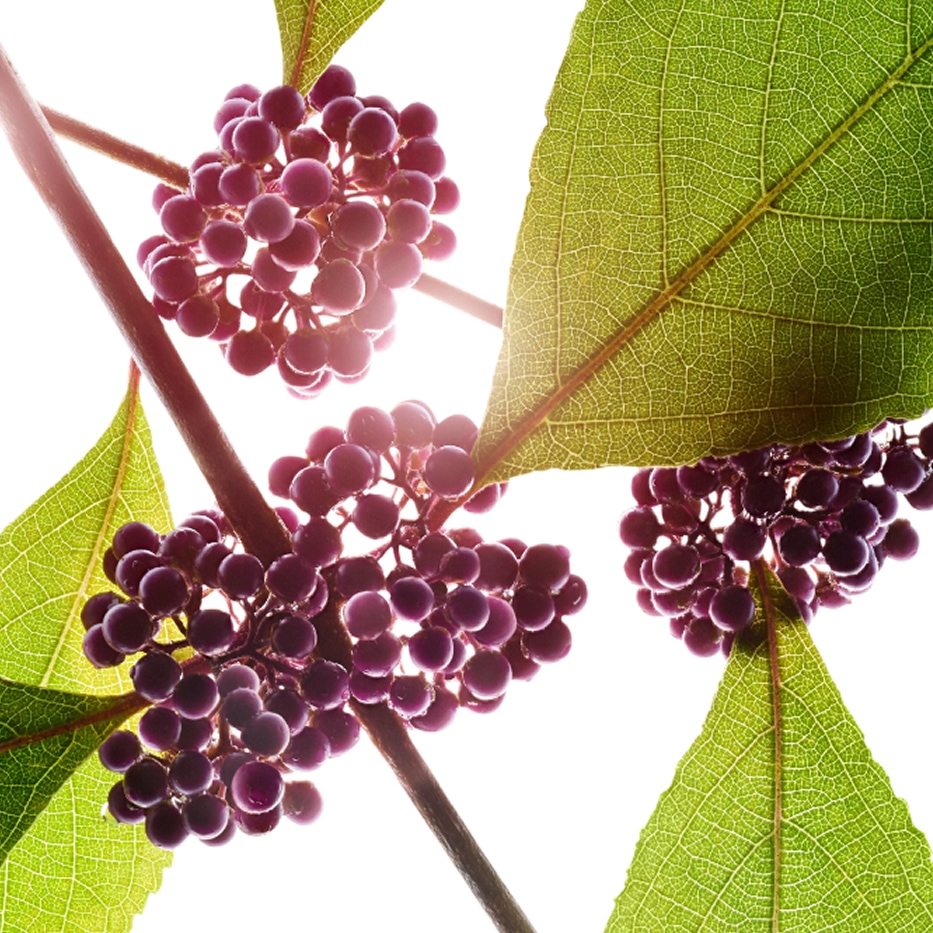 Callicarpa-Extrato de callicarpa-Callicarpa japonica fruit extract