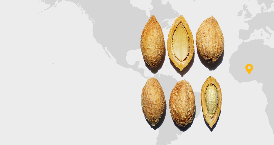 Tamareira do deserto