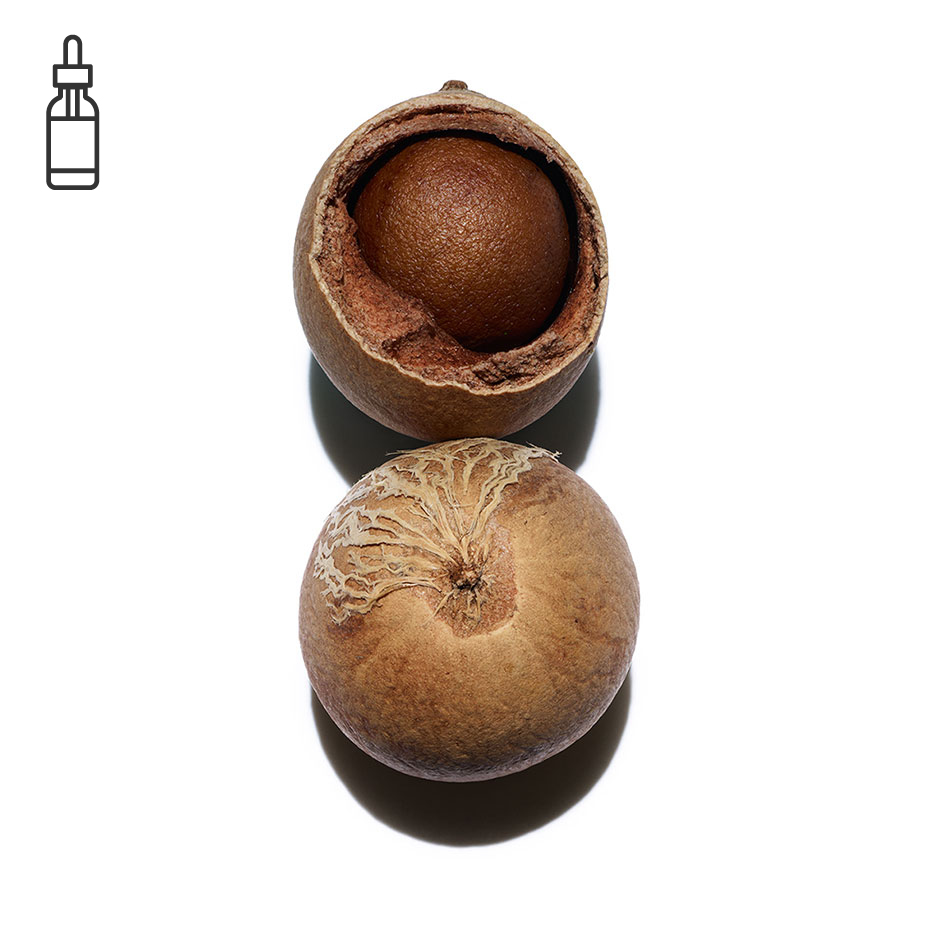 Tamanu-Óleo de tamanu bio-Calophyllum inophyllum seed oil