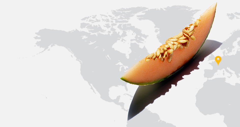 Mel&atilde;o cantalupo