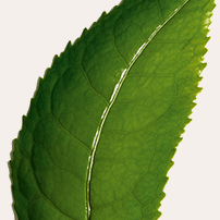 Extrato de chá matcha bio