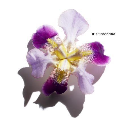 Iris florentina