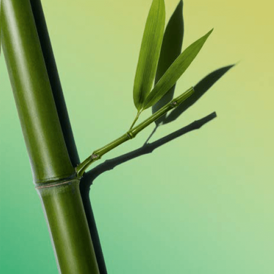 Pó de bambu